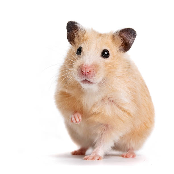 Hamster Syrian