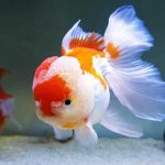 Gambar WhatsApp 2025-04-26 pukul 18.46.53_c423b78d