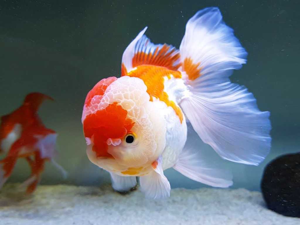 Ikan Mas Oranda