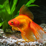 hewan-peliharaan-ikan-mas