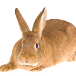 hewan-peliharaan-kelinci-new-zealand