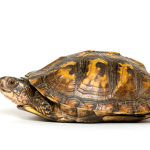 hewan-peliharaan-kura-kura