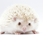 hewan-peliharaan-landak-mini