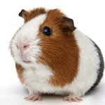 hewan-peliharaan-marmut