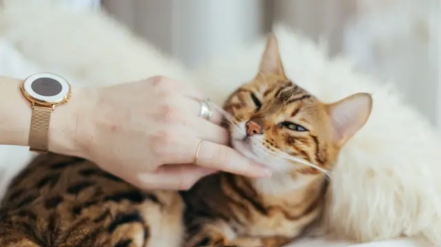 072043400_1566464527-paul-hanaoka-C0zDWAPFT9A-unsplash