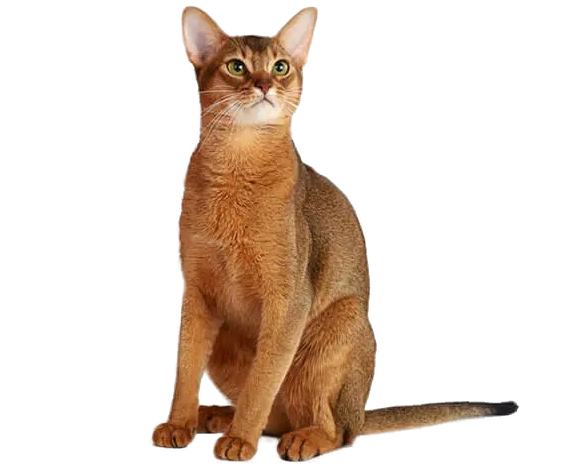 Abyssinian