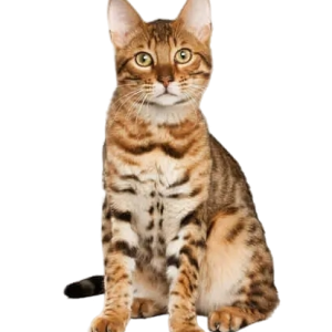 Bengal