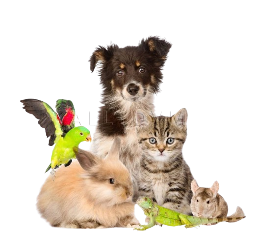 Gambar_WhatsApp_2025-03-23_pukul_19.55.24_11e5b60f-removebg-preview