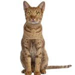 Ocicat