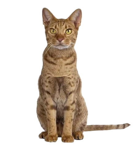 Ocicat