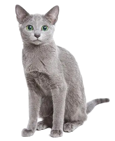 Russian Blue