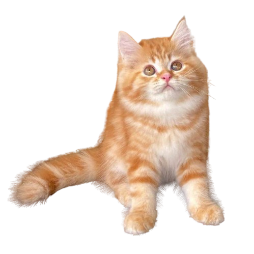 S78679a34ae4344ca8ccb06b54287483fT-removebg-preview