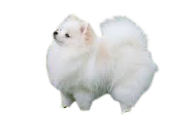 download-removebg-preview